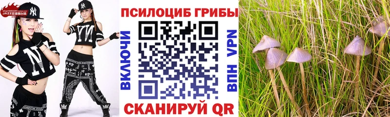 OMG   Красноперекопск  Галлюциногенные грибы Psilocybe 