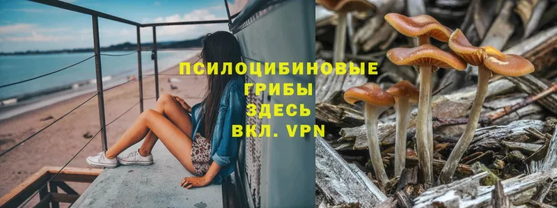 где купить   Красноперекопск  Псилоцибиновые грибы Psilocybe 